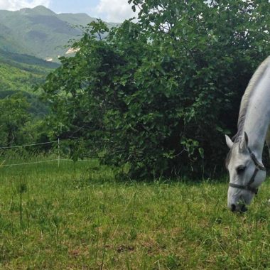 Cavallo